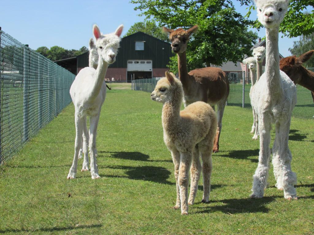 شقة De Alpacaboerderij Bocholt المظهر الخارجي الصورة